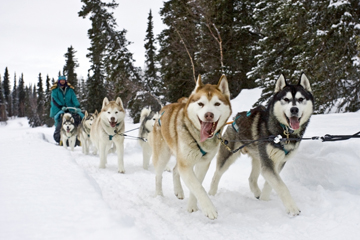 A team of happy huskies pulling a sled