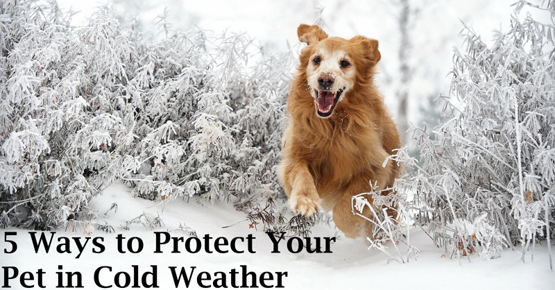 5 ways to protect your pet in cold weather