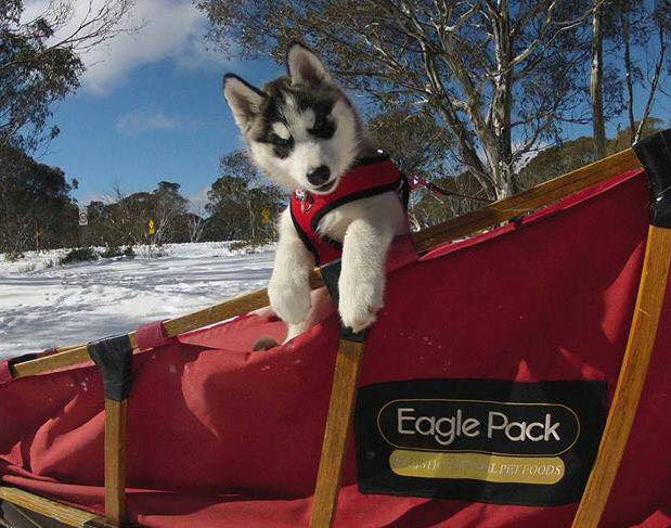 husky puppy in Eagle Pack branded sled