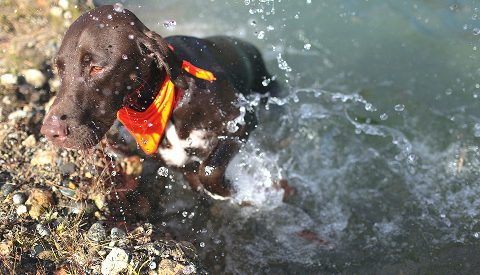 Brown lab splashing in water wearing an orange bandana