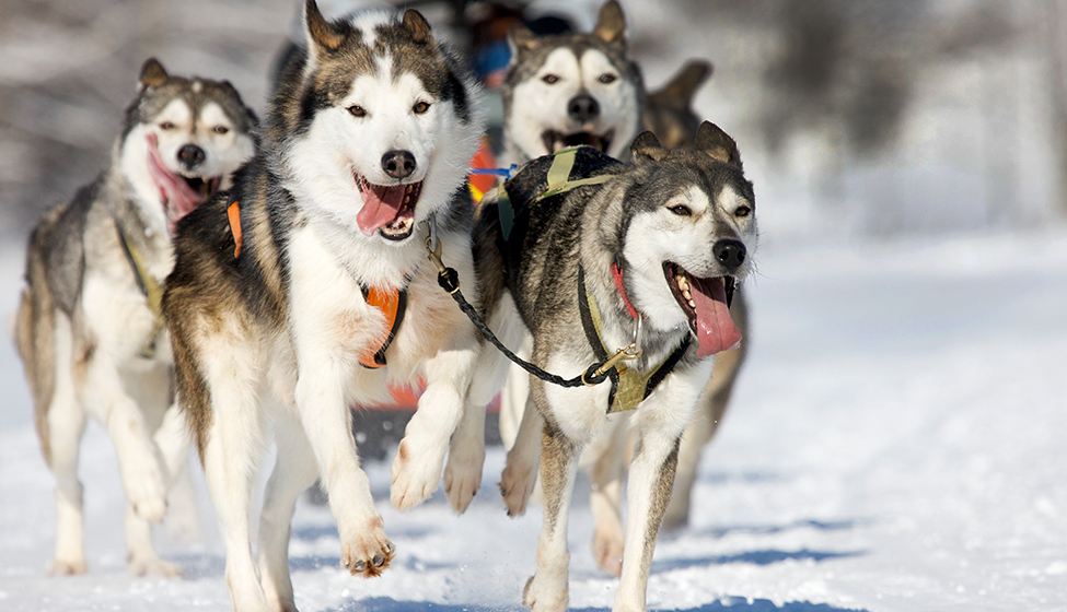 Happy huskies pulling a sled